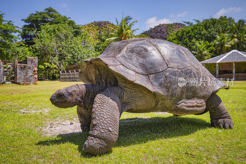 野生动物阿尔达布拉巨龟(Aldabrachelys gigantea)在龟岛古留斯-塞舌尔岛
